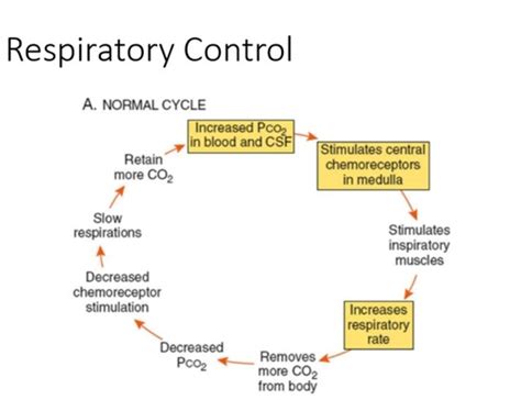 Structure and Function of the Pulmonary System Flashcards | Quizlet