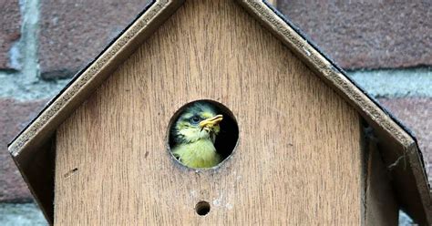 How To Build A Yellow Finch Bird House - BIRD LOVER