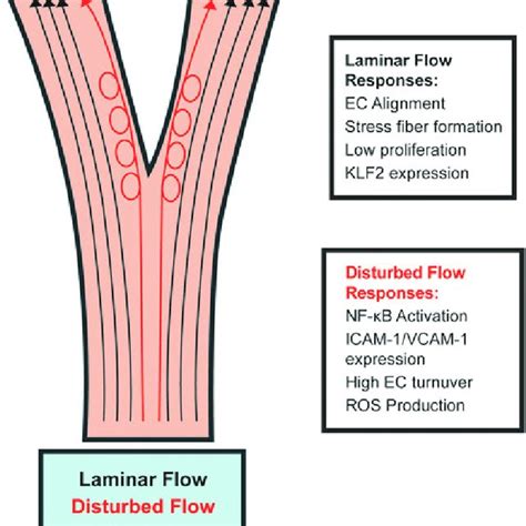 The junctional mechanosensory complex regulates cytoskeletal stiffening... | Download Scientific ...