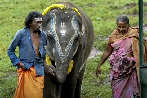 'The Elephant Whisperer' Gets Oscar Nom In Short Film Category - IndiaWest Journal News