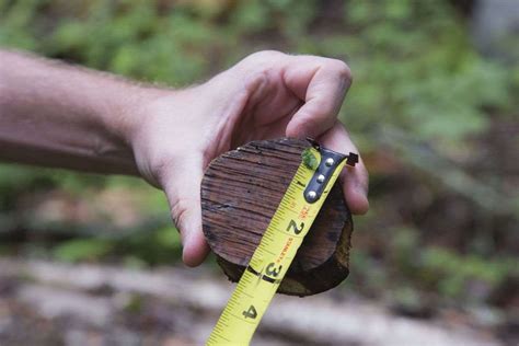 Tree cutting in the forest preserve makes its way to state Court of Appeals