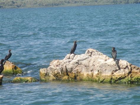 Shkodra Lake A Hub for Birding Enthusiasts • IIA