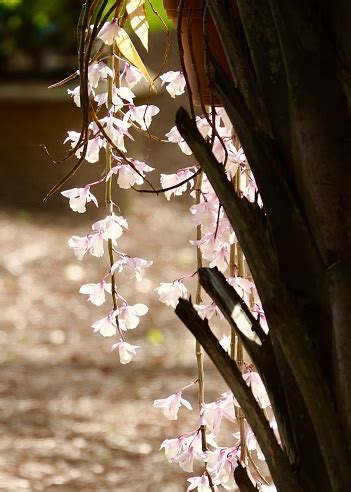 Beautiful Hooded Orchid Stock Photo - Download Image Now - Palm Tree ...