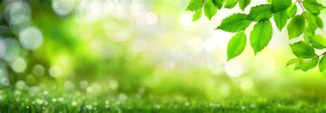 Green Leaves on Bokeh Nature Background Stock Photo - Image of foliage ...