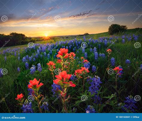 Texas Wildflowers at Sunset Stock Image - Image of twilight, dusk ...