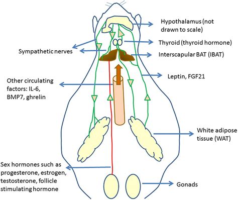 Intrascapular brown adipose tissue high fat diet – Diet Blog