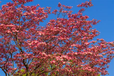 Red Flowering Dogwood for Sale - Buying & Growing Guide - Trees.com