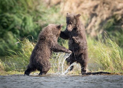 Two Cute Brown Bear Cubs Playing Stock Image - Image of ursus, animals ...