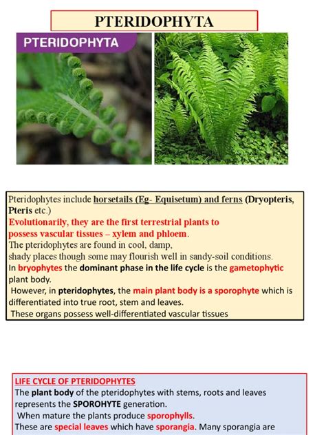 PTERIDOPHYTA | PDF | Spore | Plant Morphology