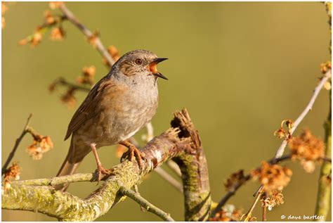 Dave Bartlett Bird Photography: Dunnock in song