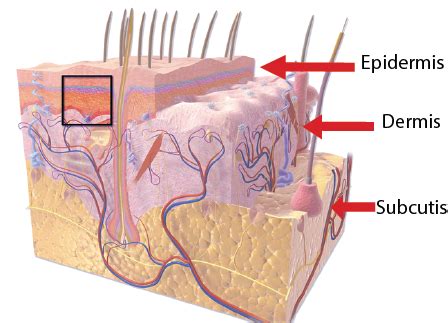 Human Skin Layers And Functions