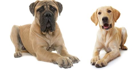 Mastiff Lab Mix Breed Information - A Guide To The Mastador Dog