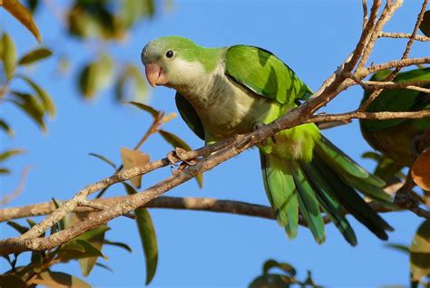 Monk Parakeet Care Sheet | Birds Coo