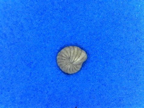 Foray into Foraminifera - Fossil ID - The Fossil Forum