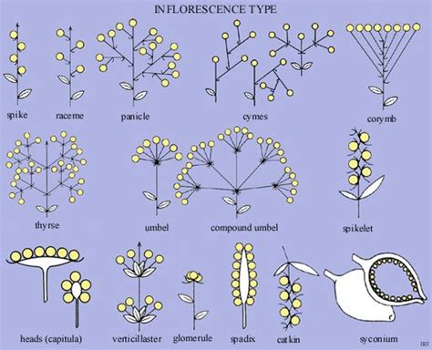 Inflorescence type | Biology plants, Plant science, Botanical science