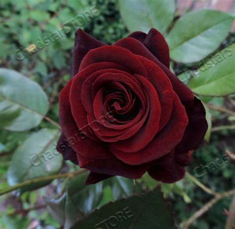 Black Magic Rose Bush Seeds Flowers Seeds Fresh Seeds 10 - Etsy