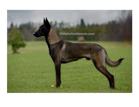 Belgian Malinois Colors Brindle