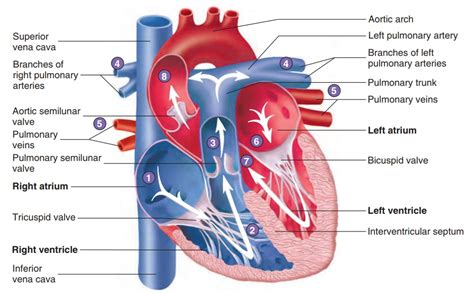 Route of Blood Flow Through the Heart