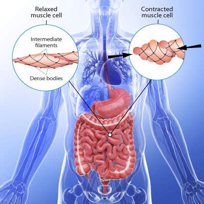 Muscle Spasms Symptoms, Causes, Treatment - What is smooth muscle ...