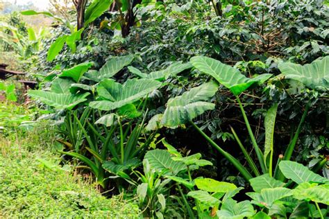 African White Yam Plants Dioscorea Rotundata Growing on Plantation ...