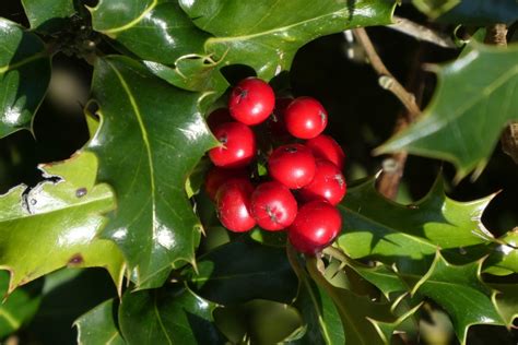 Plant van de maand: de hulst – Katholiek.nl