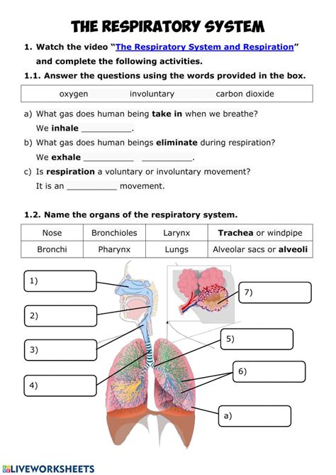 Respiratory System interactive and downloadable worksheet. You can do the exercises online or ...