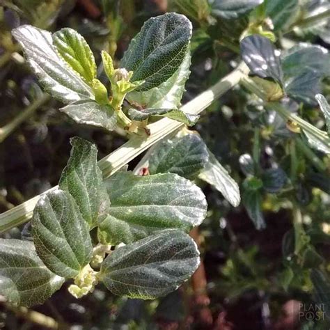 Ceanothus, Evergreen California Lilac Varieties Lilac Varieties ...