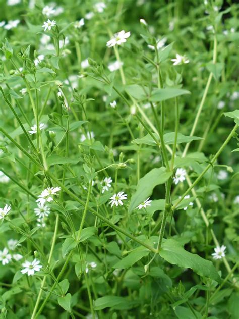 Benefits of Chickweed and its Uses - Healthier Steps