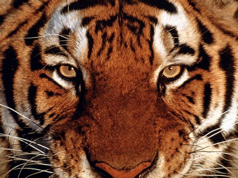 The Eye of the Tiger- Do You Have What It Takes To Succeed? | Amy Starr ...