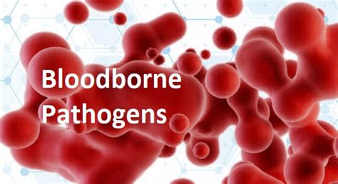 How do bloodborne pathogens spread? - In-Pulse CPR