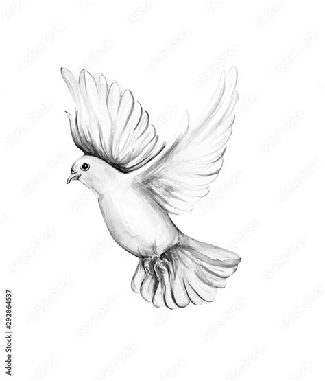 Peace bird, dove, art, water color drawing Stock Illustration | Adobe Stock