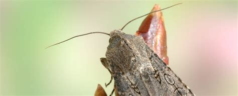 Miller moths are back from their summer mountain vacation – AgNews