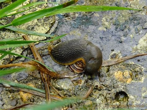 - Slug Eating Snail - Slugs, Snails, Snail