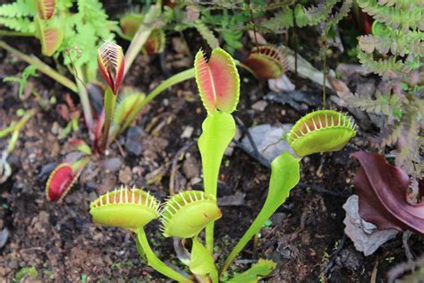 What to Feed a Venus Flytrap - hungryplant.com