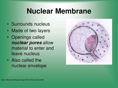 PPT - Cell Structure & Function PowerPoint Presentation, free download - ID:5080009