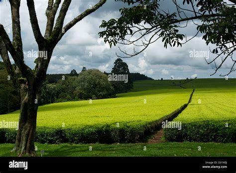 Tea plantation, Kericho, Western Kenya Stock Photo - Alamy