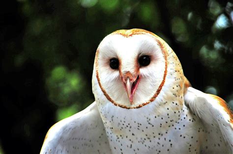 Screeching Barn Owl Photograph by Mike Martin - Pixels