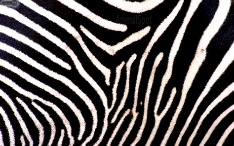 Zebra Print Wallpaper HD | PixelsTalk.Net