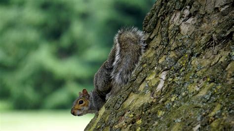 What To Feed Baby Squirrels: A Complete Guide For 2022: Own The Yard