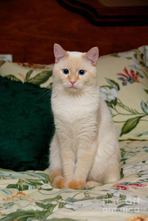 Flame Point Siamese Cat Photograph by Amy Cicconi