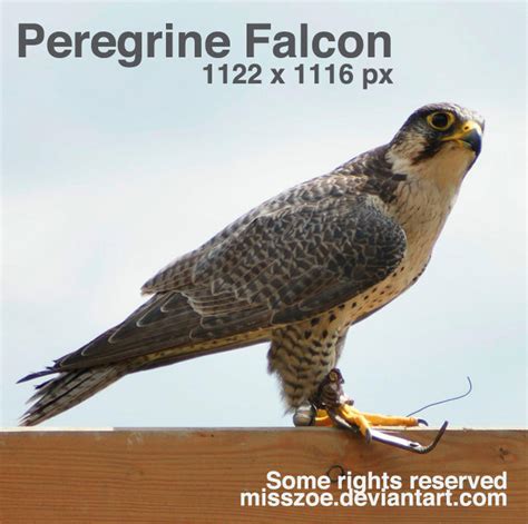 Peregrine Falcon 4 by misszoe on DeviantArt