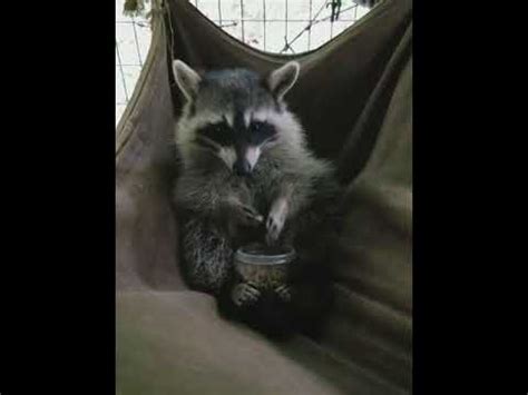 Raccoon Eating Snacks - YouTube