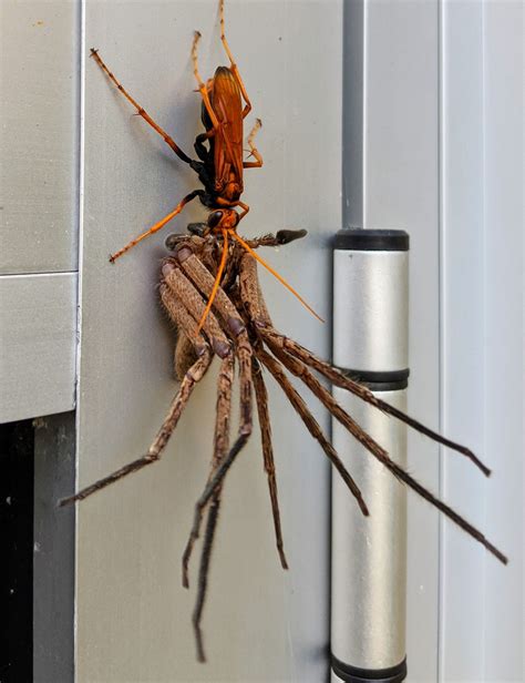 #pics got home from work to find this Tarantula Hawk wasp carting off a ...