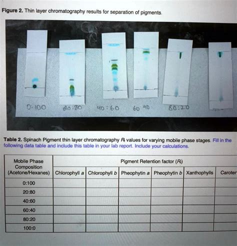 Chromatography Spinach Lab Results at Jose Luttrell blog