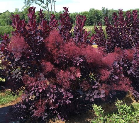 Hardy Purple Smoke Bush Cotinus Coggygria v Purpureus - 10 Seeds