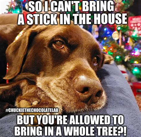 Christmas tree complaint | SO I CAN'T BRING A STICK IN THE HOUSE BUT ...