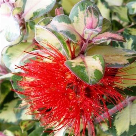 Metrosideros kermadecensis Red and Gold, Pohutukawa - Pb6.5 - Greenleaf ...