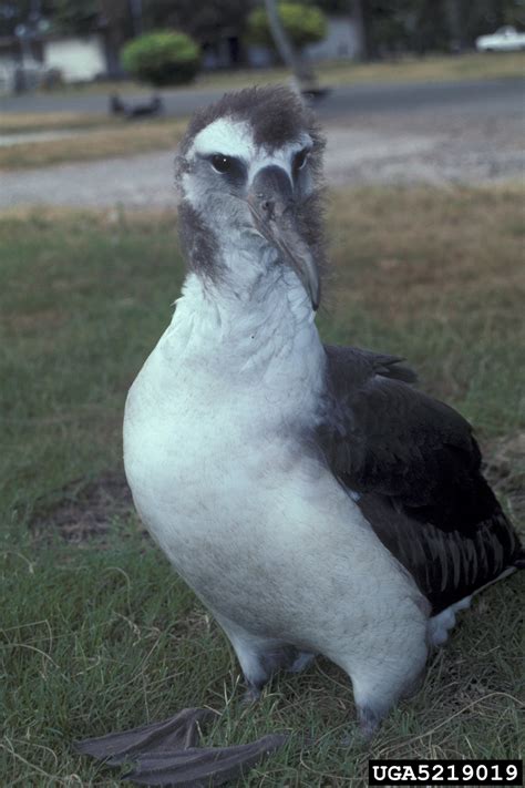 Laysan albatross (Phoebastria immutabilis)