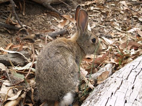 Economic and environmental impacts of rabbits in Australia - PestSmart