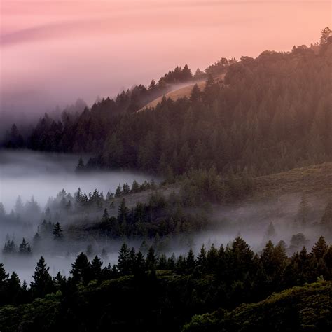 Foggy Evergreen Forest Wallpaper